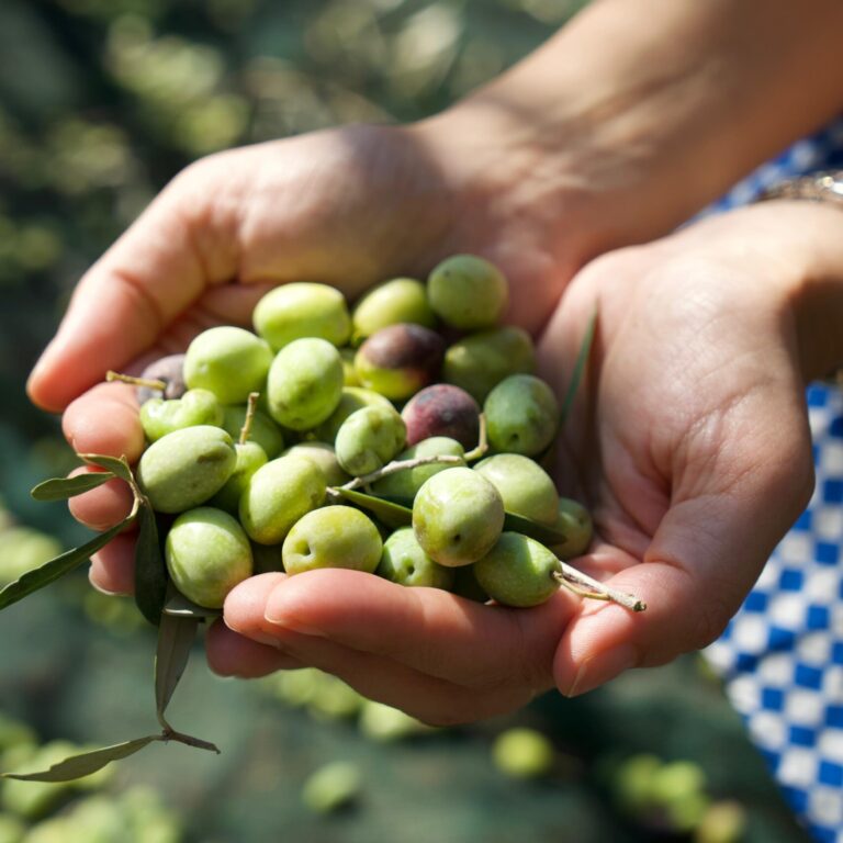🫒 Dal nonno alla nuova generazione: la storia dell’Olio EVO Biologico “Il Nonno”